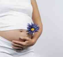 Porodniška 16 tednu nosečnosti