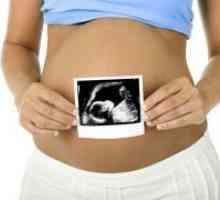 22 Tednov nosečnosti - plod gibanja