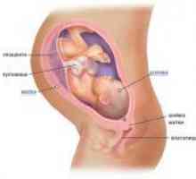 36 Tednov nosečnosti - fetalnih premiki