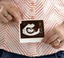 6 Tednov nosečnosti - plodu