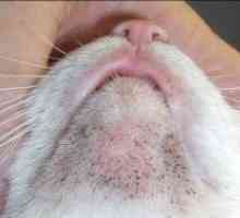 Akne pri mačkah