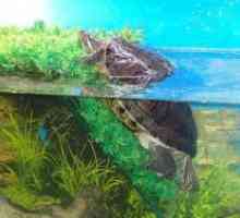 Akvarij za rdeče-želve