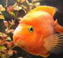 Akvarij ribe papiga - Združljivost
