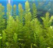 Akvarij rastlina hornwort