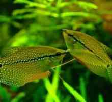 Akvarij ribe Guramiji