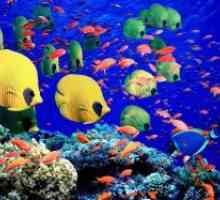 Akvarij ribe in njihova domovina