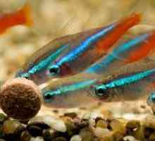 Akvarij ribe neon