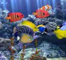 Akvarij ribe: Nega in vzdrževanje