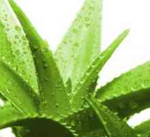 Aloe - naravni biostimulant