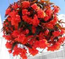 Ampelnye Begonia - raste iz semena