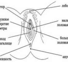 Anatomija ženskih reproduktivnih organov