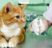 Antibiotiki za mačke