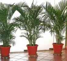 Bambus palm