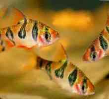 Kaveljčki - združljivost z drugimi ribami
