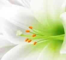 Bela lilija - cvet-zdravnik
