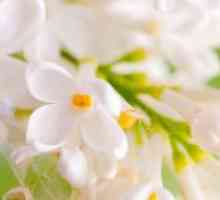 Bela lila - zdravilne lastnosti