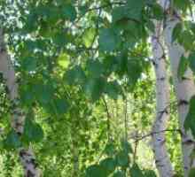 Birch listi - zdravilne lastnosti in kontraindikacije