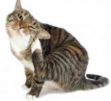 Flea dermatitis pri mačkah