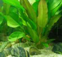 Bolezni akvarijskih rastlin
