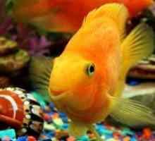 Bolezni akvarijskih rib