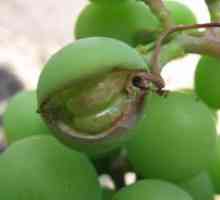 Bolezni in škodljivci grozdja