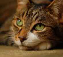 Bolezni Mačke - Simptomi in zdravljenje