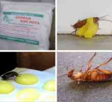 Ščurki borova kislina - recept z jajcem