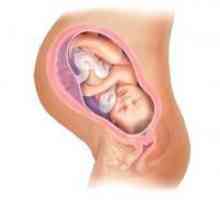 Kanal materničnega vratu med nosečnostjo