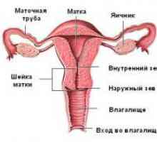 Kanal materničnega vratu
