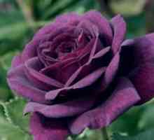 Hybrid Tea Roses - razred