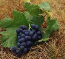 Kako nahraniti grozdja v jeseni?