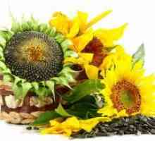 Kako uporabne pražena sončnična semena?