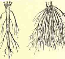 Pipe koreninski sistem se razlikuje od vlaknatega?