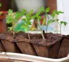 Kako gnojiti sadike po kramp paradižnik?