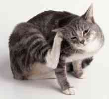 Srbečica pršica pri mačkah - Zdravljenje