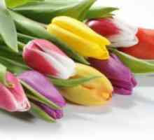 Barvne tulipani