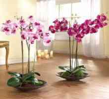 Cvetoče orhideje doma