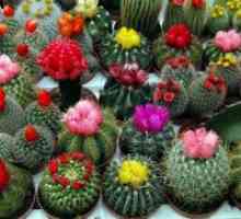 Cvetoči kaktus