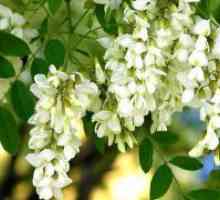 Cvetje akacije - zdravilne lastnosti