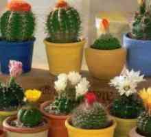 Domov kaktus: Harm in ugodnosti