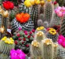 Domov kaktus
