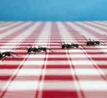 Gospodinjski mravlje - so vzroki