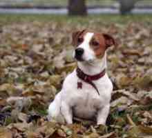 Jack Russell terier - opis Breed