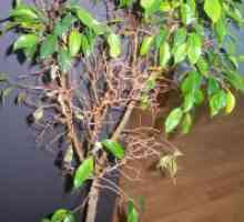 Ficus benjamina zapusti ponastavi