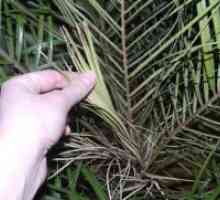 Datum palm - suho listje