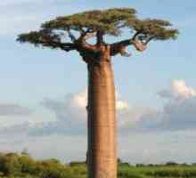Kje raste Baobab?