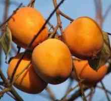 Kjer raste persimmons v Rusiji?