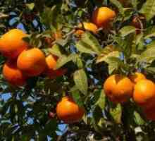 Kje pomaranče rastejo?