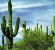 Kje kaktus raste?