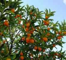 Če obstajajo mandarine?